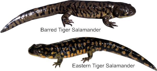 Barred and Eastern Tiger Salamanders